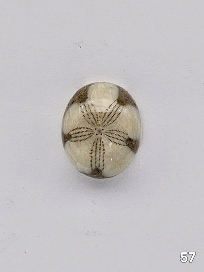 Sand dollar fossil medium