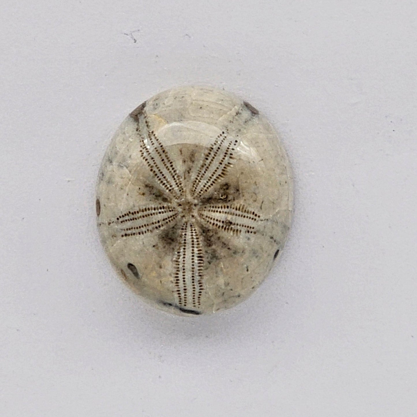 Sand dollar fossil medium