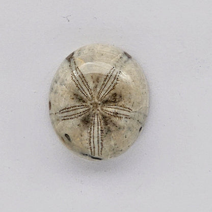Sand dollar fossil medium