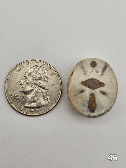 Sand dollar fossil medium