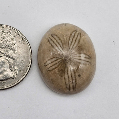 Sand dollar fossil medium