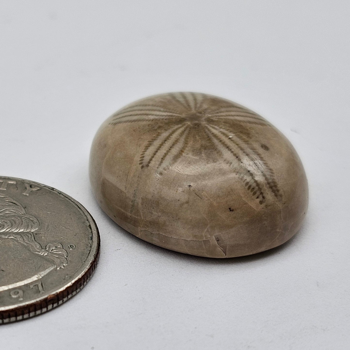 Sand dollar fossil medium