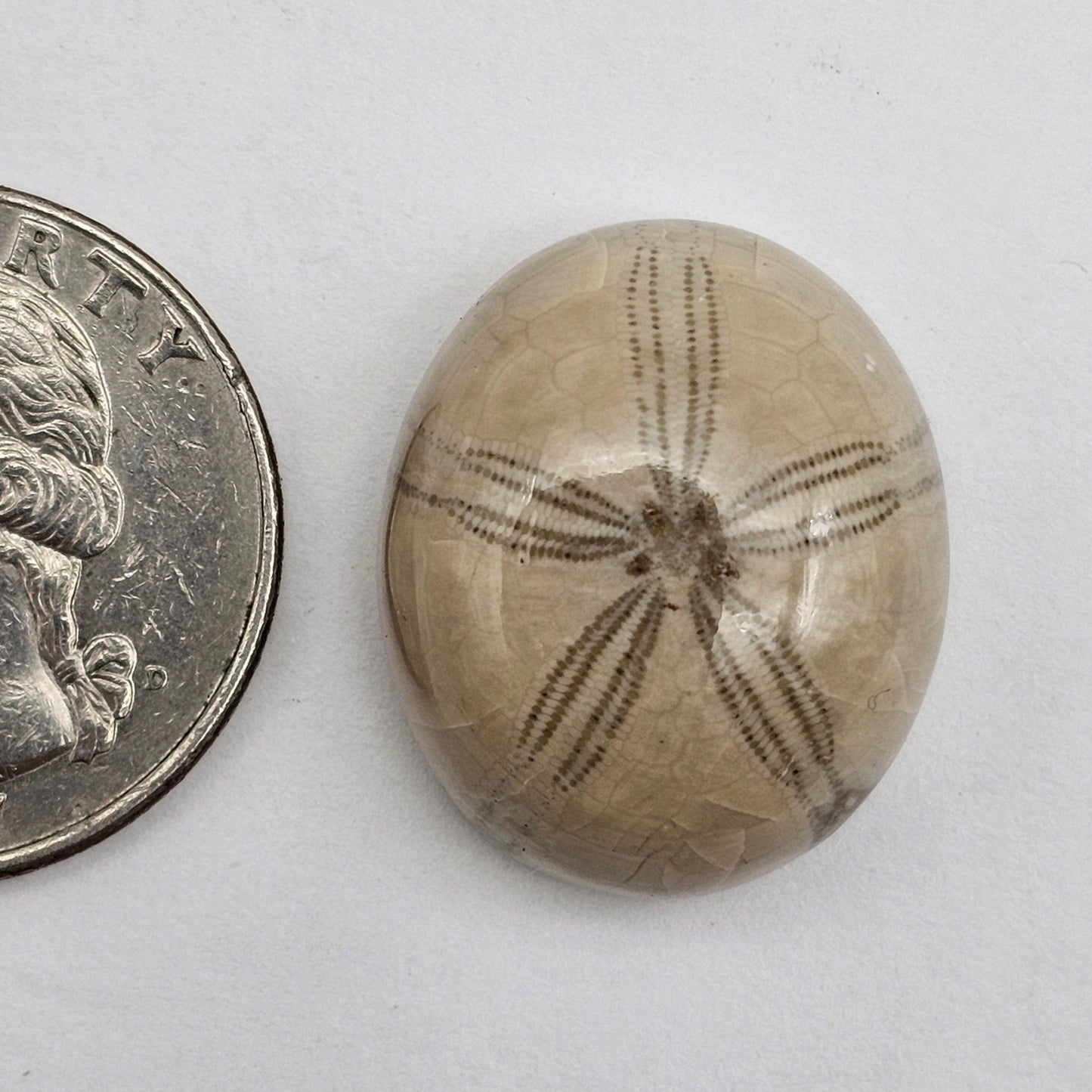Sand dollar fossil medium