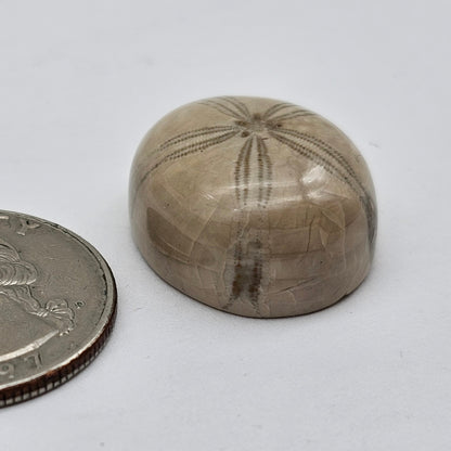 Sand dollar fossil medium