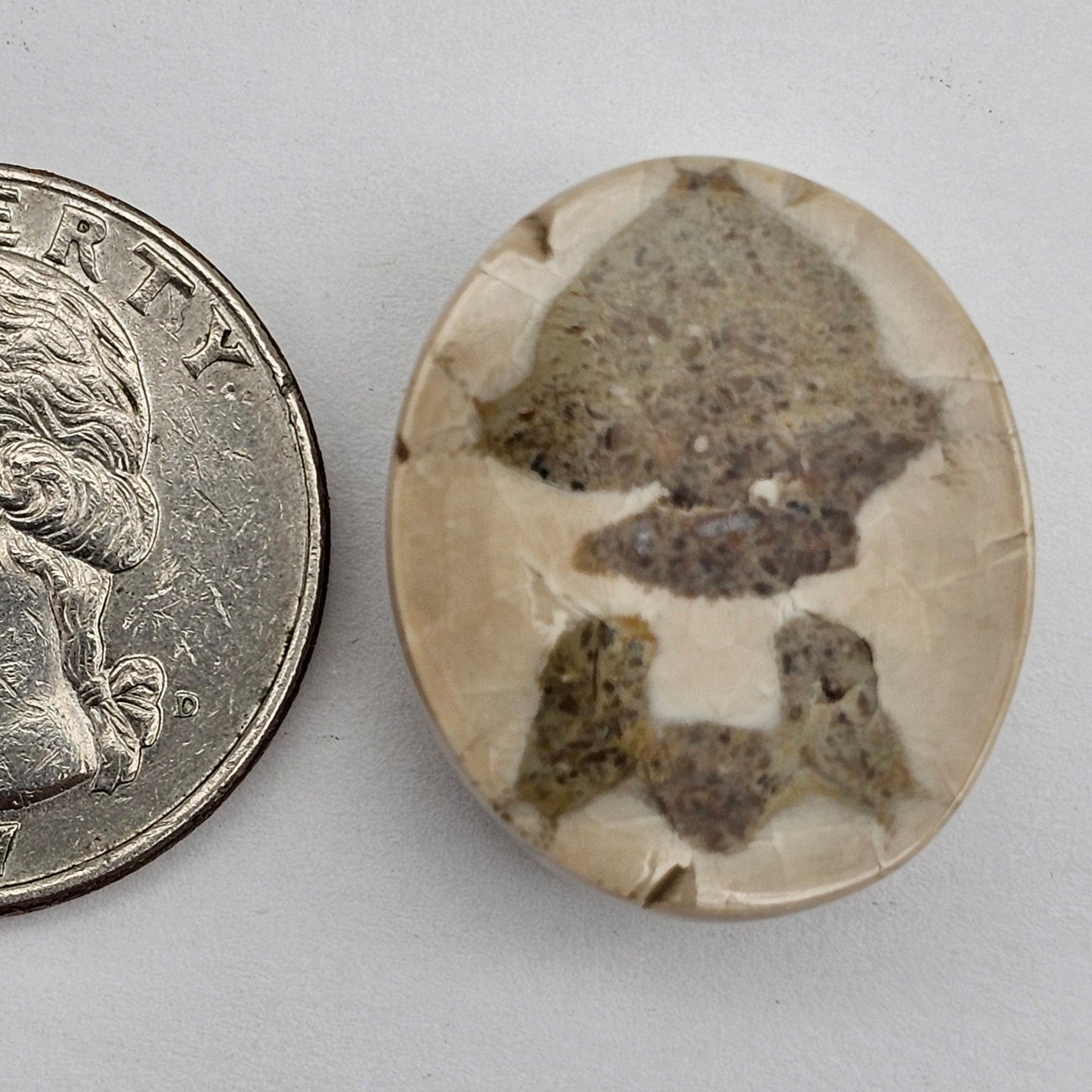 Sand dollar fossil medium