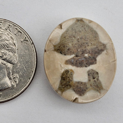 Sand dollar fossil medium