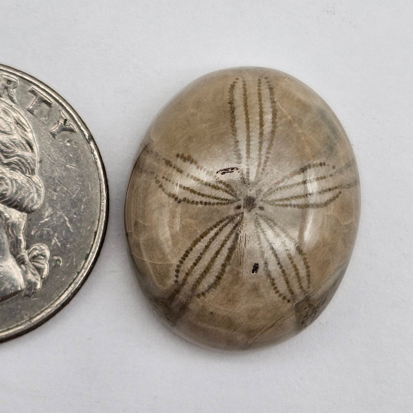 Sand dollar fossil medium