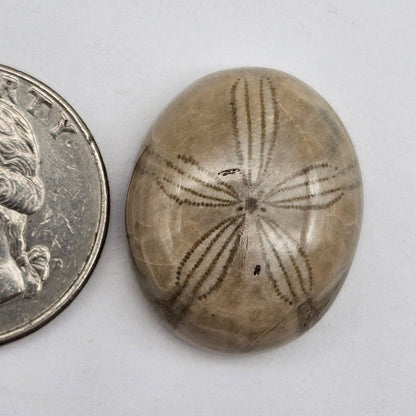 Sand dollar fossil medium