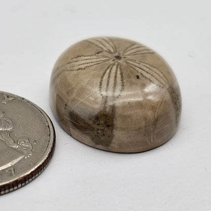 Sand dollar fossil medium