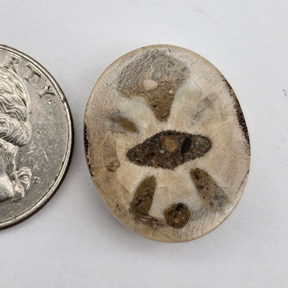 Sand dollar fossil medium