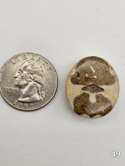 Sand dollar fossil medium