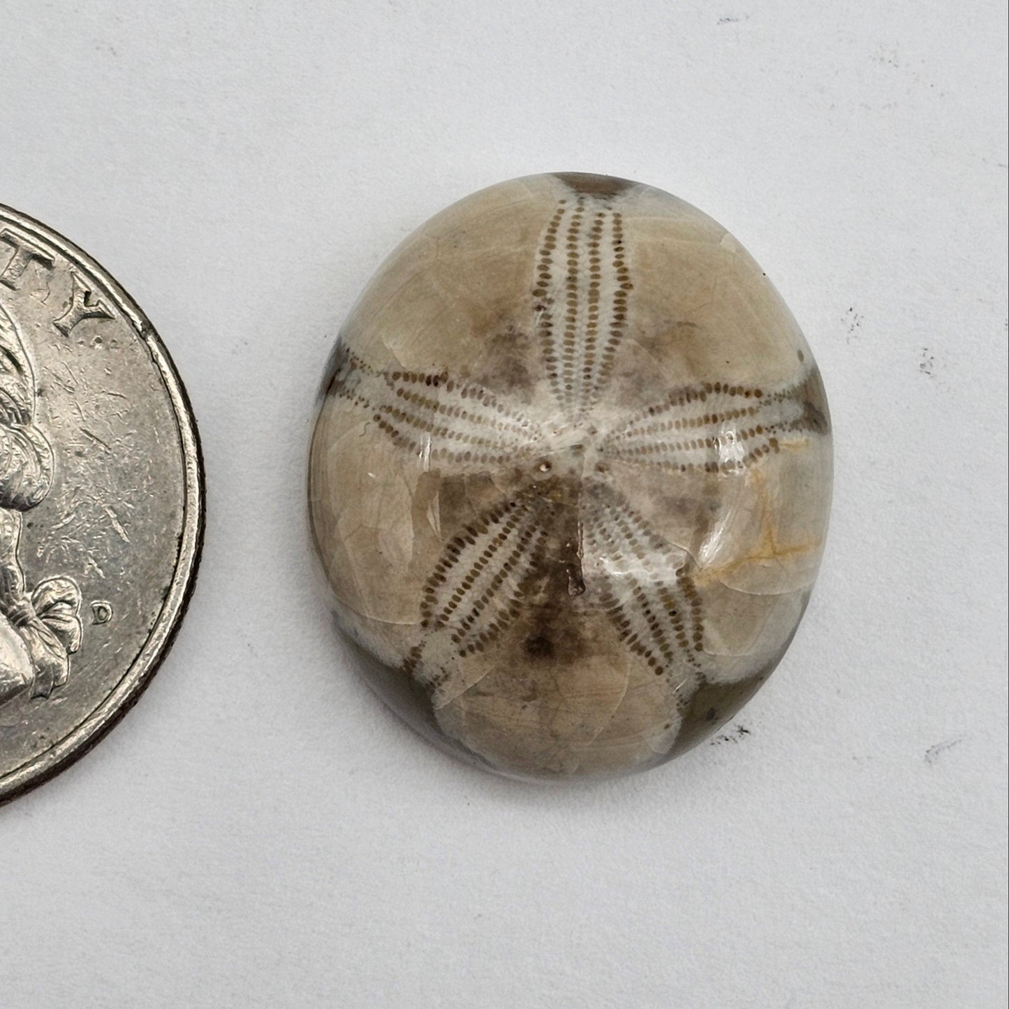 Sand dollar fossil medium