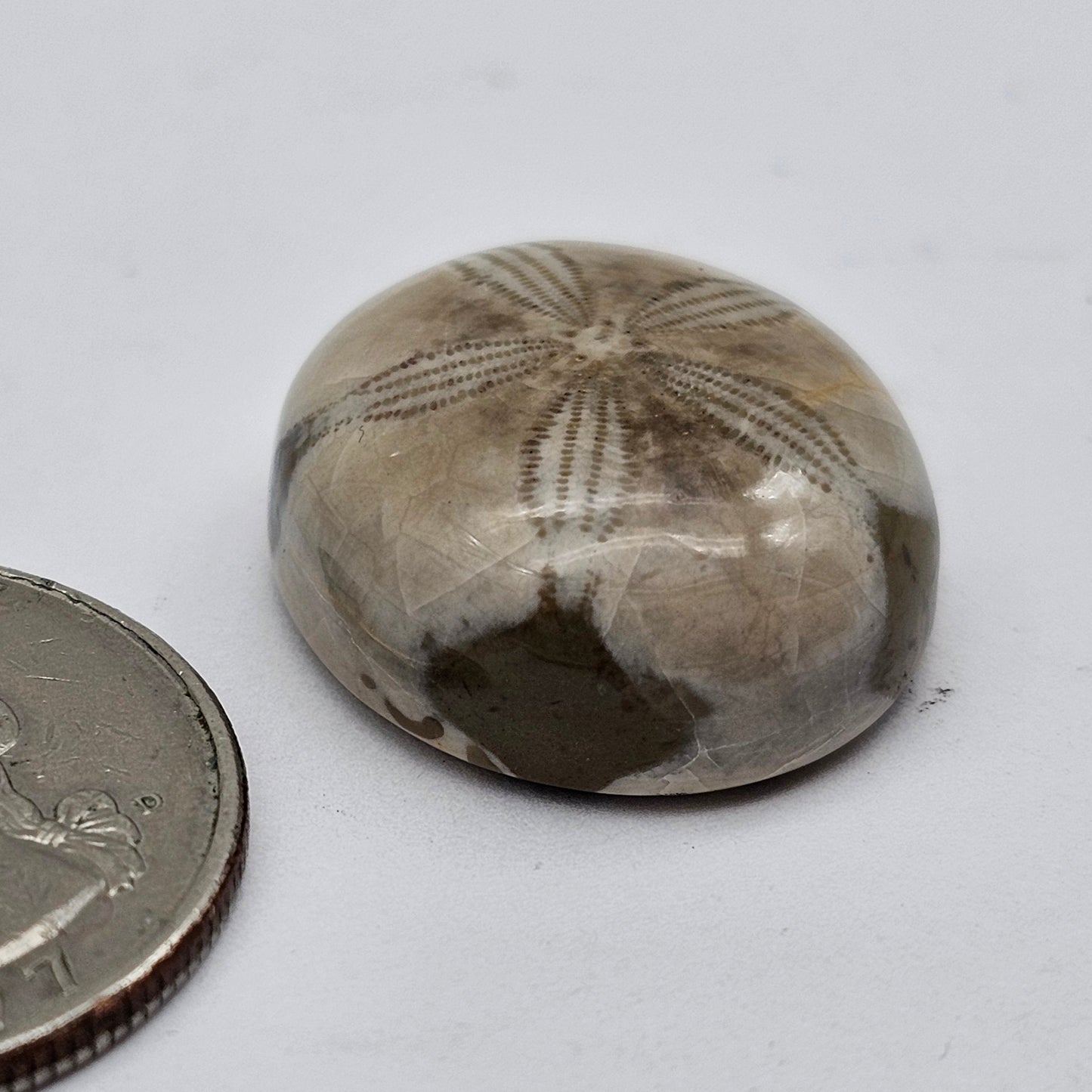 Sand dollar fossil medium