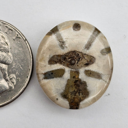 Sand dollar fossil medium