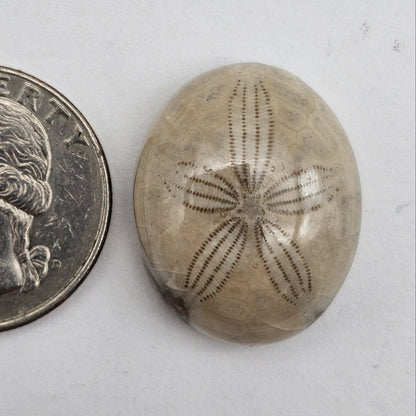 Sand dollar fossil medium