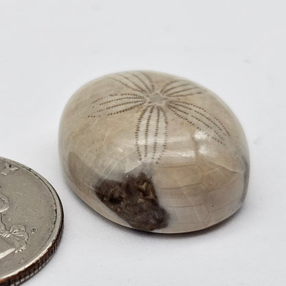 Sand dollar fossil medium