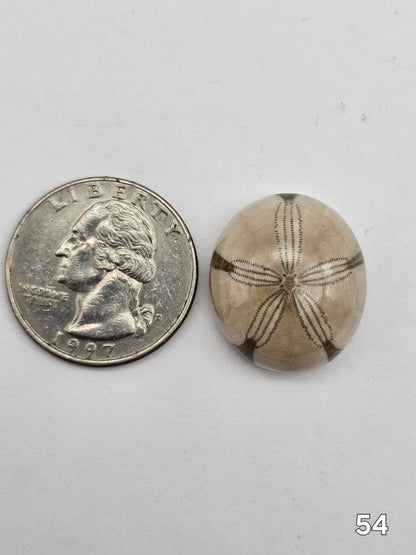 Sand dollar fossil medium