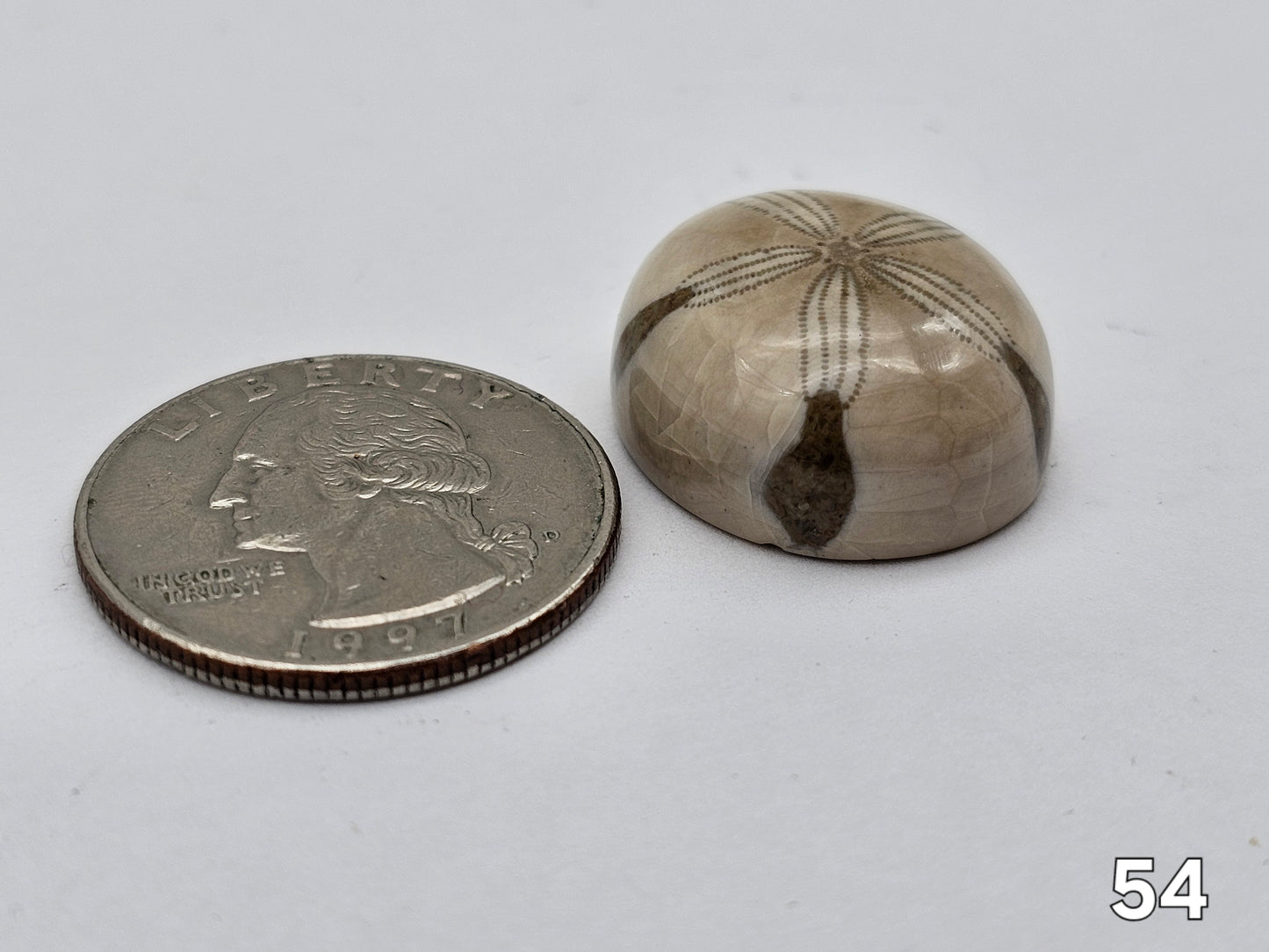 Sand dollar fossil medium