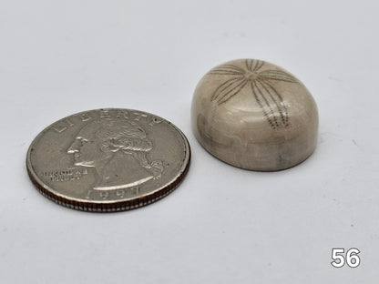 Sand dollar fossil medium