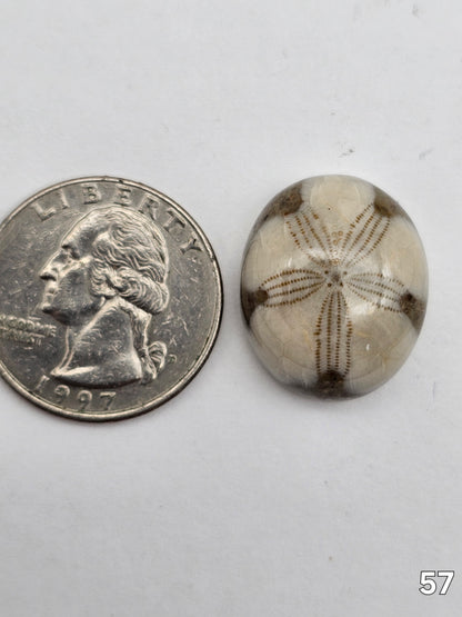 Sand dollar fossil medium