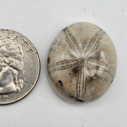 Sand dollar fossil medium