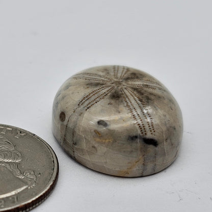 Sand dollar fossil medium