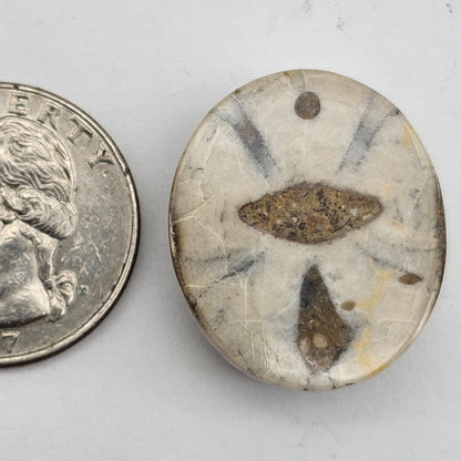 Sand dollar fossil medium