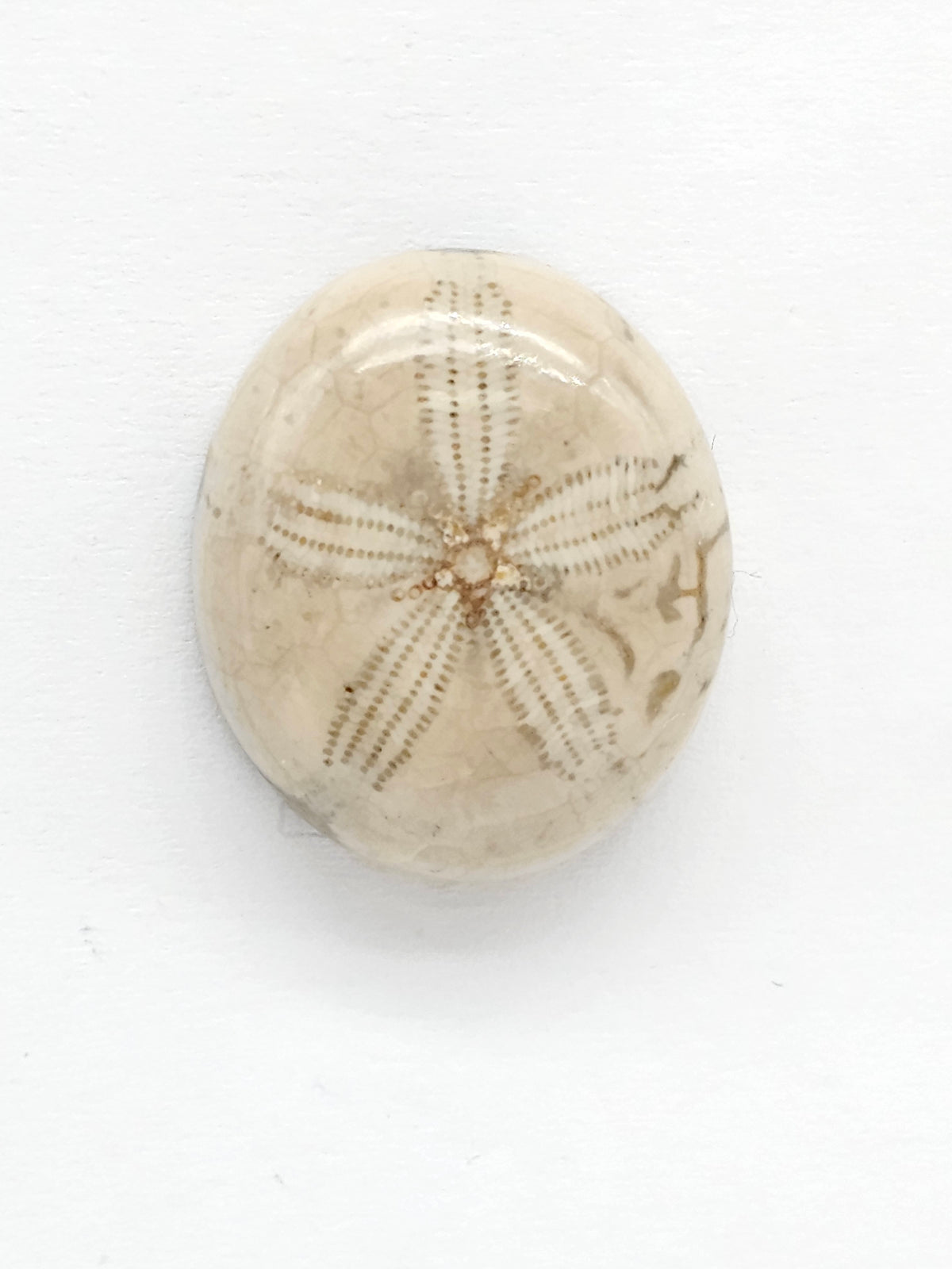 Sand Dollar Fossil - Medium