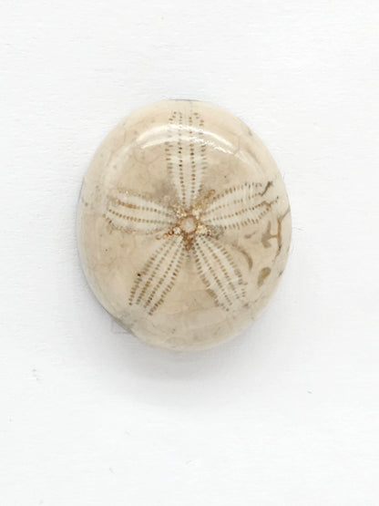Sand Dollar Fossil - Medium