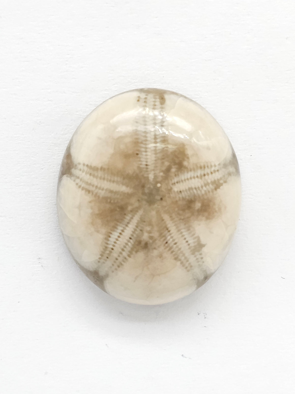 Sand Dollar Fossil - Medium