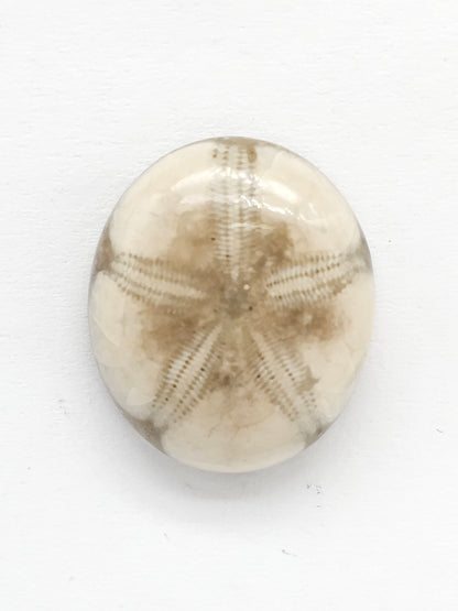 Sand Dollar Fossil - Medium