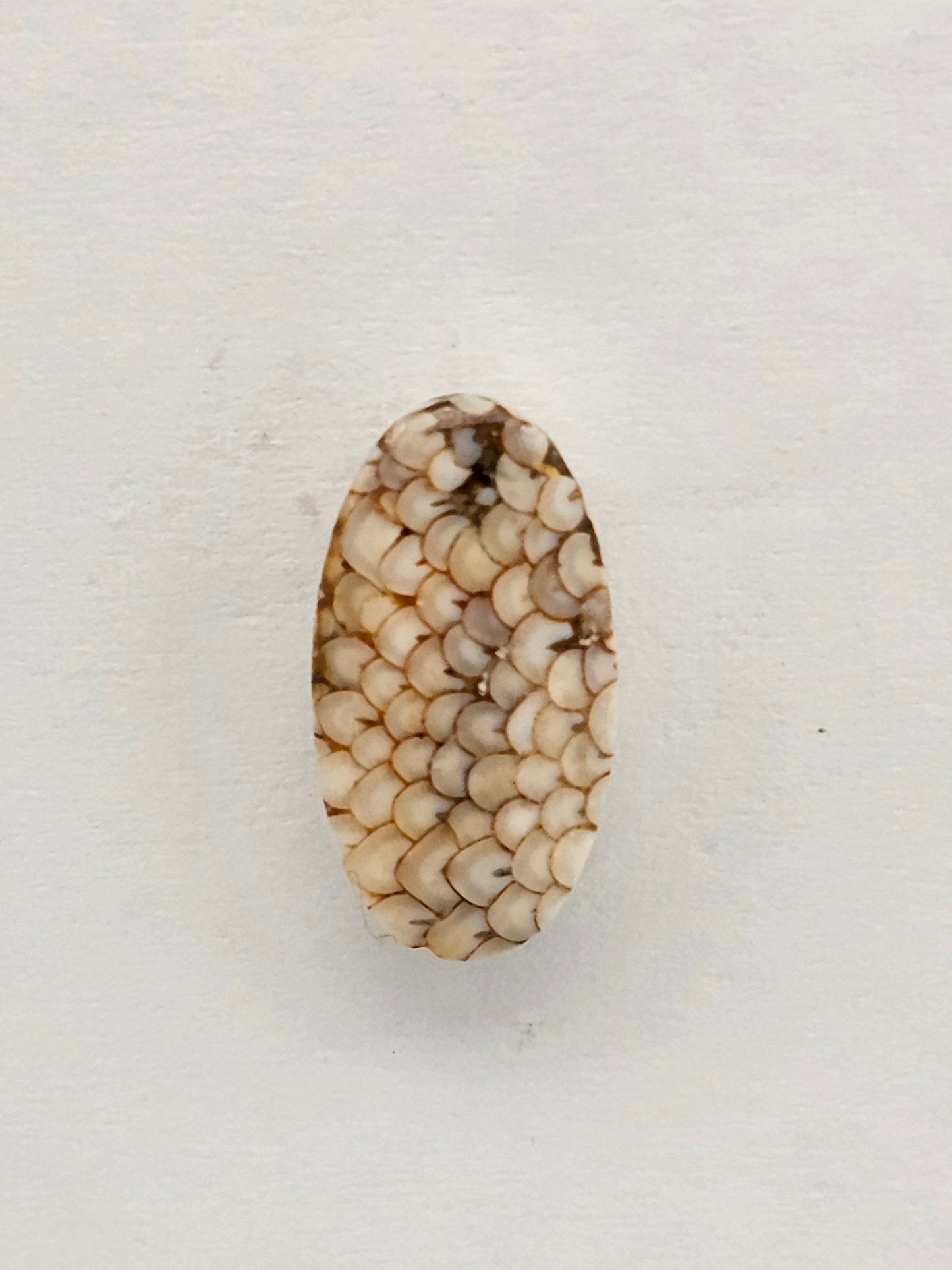 Snake skin agate cabochon