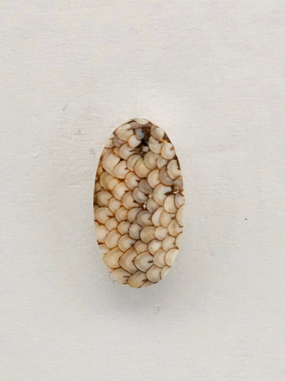 Snake skin agate cabochon