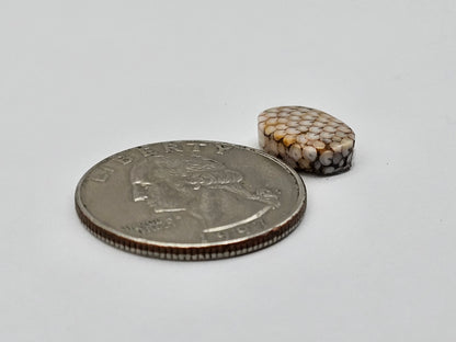 Snake skin agate cabochon