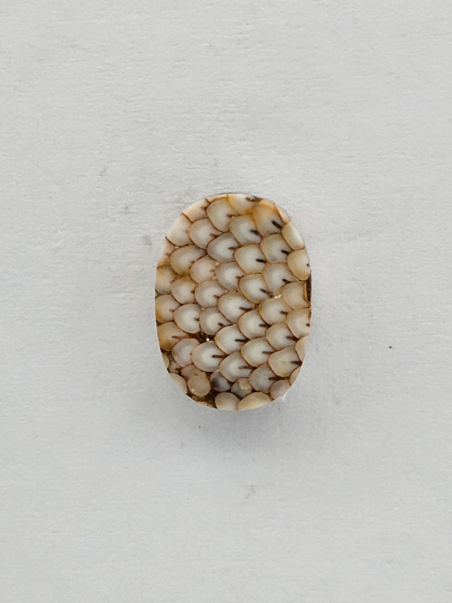 Snake skin agate cabochon
