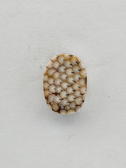 Snake skin agate cabochon