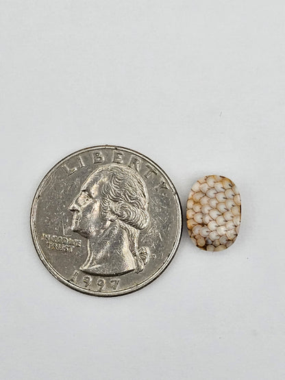 Snake skin agate cabochon