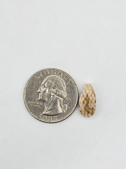 Snake skin agate cabochon