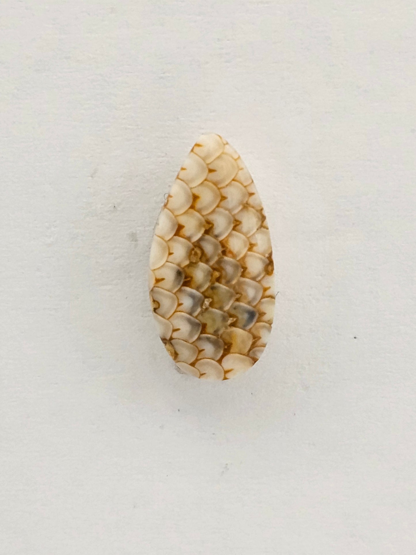 Snake skin agate cabochon