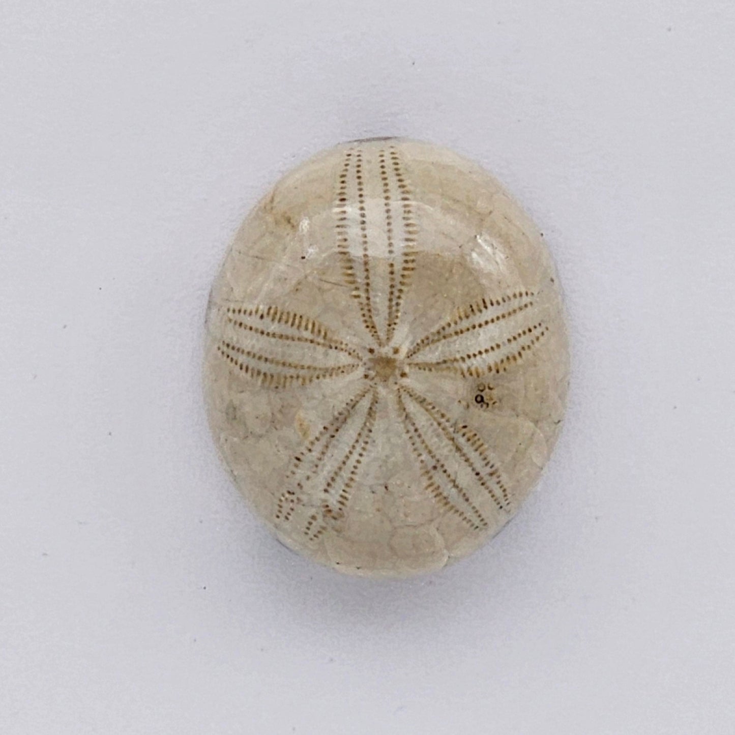 Sand Dollar fossil large