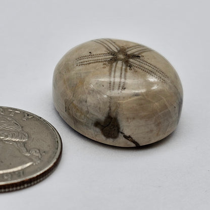 Sand Dollar fossil large