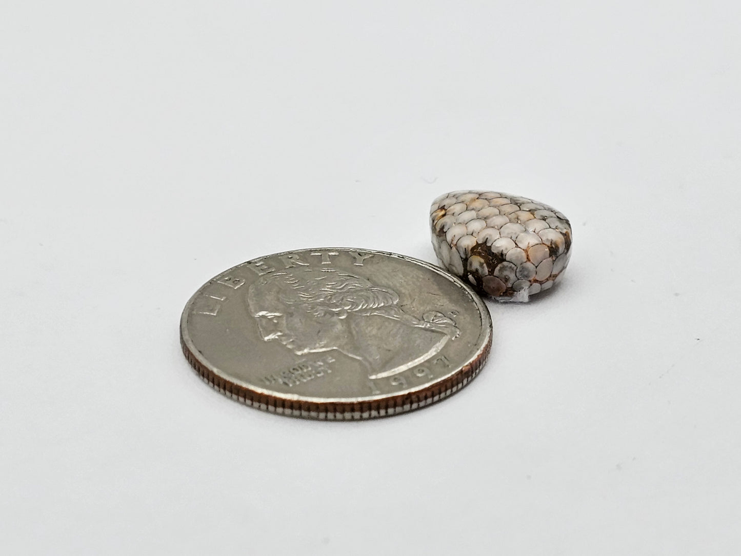 Snake agate cabochon large