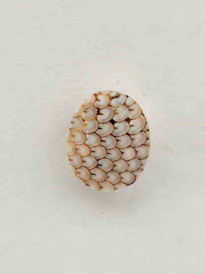 Snake skin agate cabochon