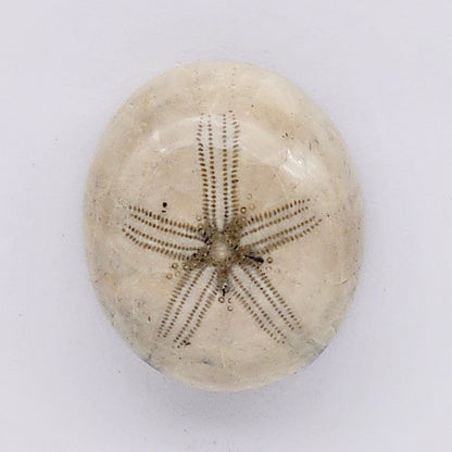 Sand Dollar fossil large