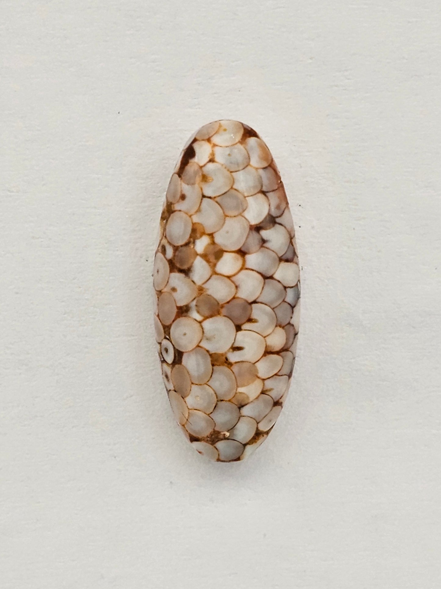 Snake skin agate cabochon