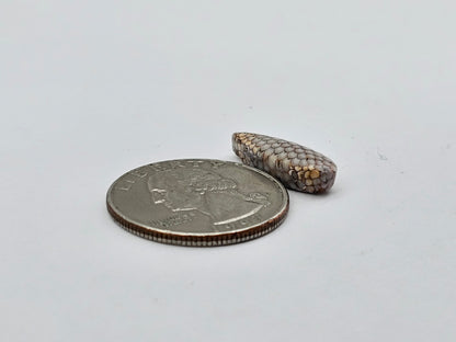 Snake skin agate cabochon