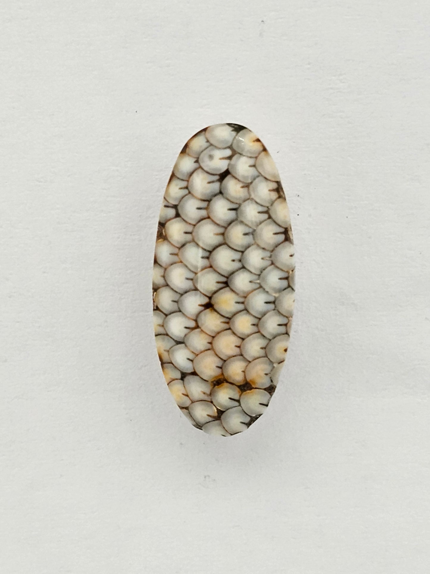 Snake skin agate cabochon