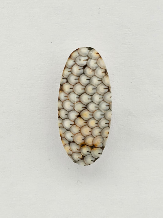 Snake skin agate cabochon