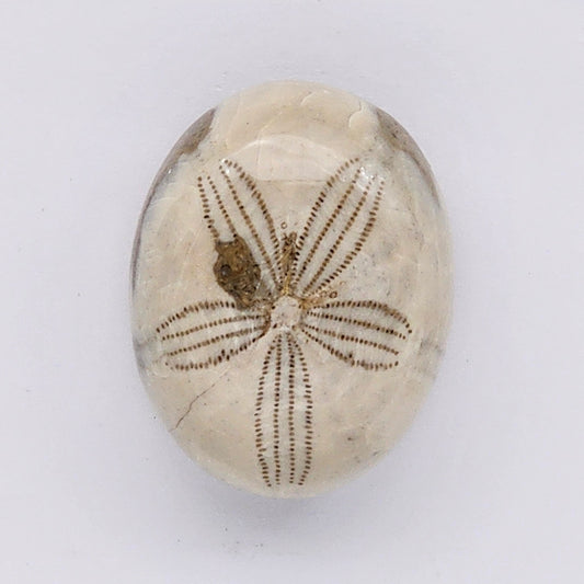 Sand Dollar fossil large