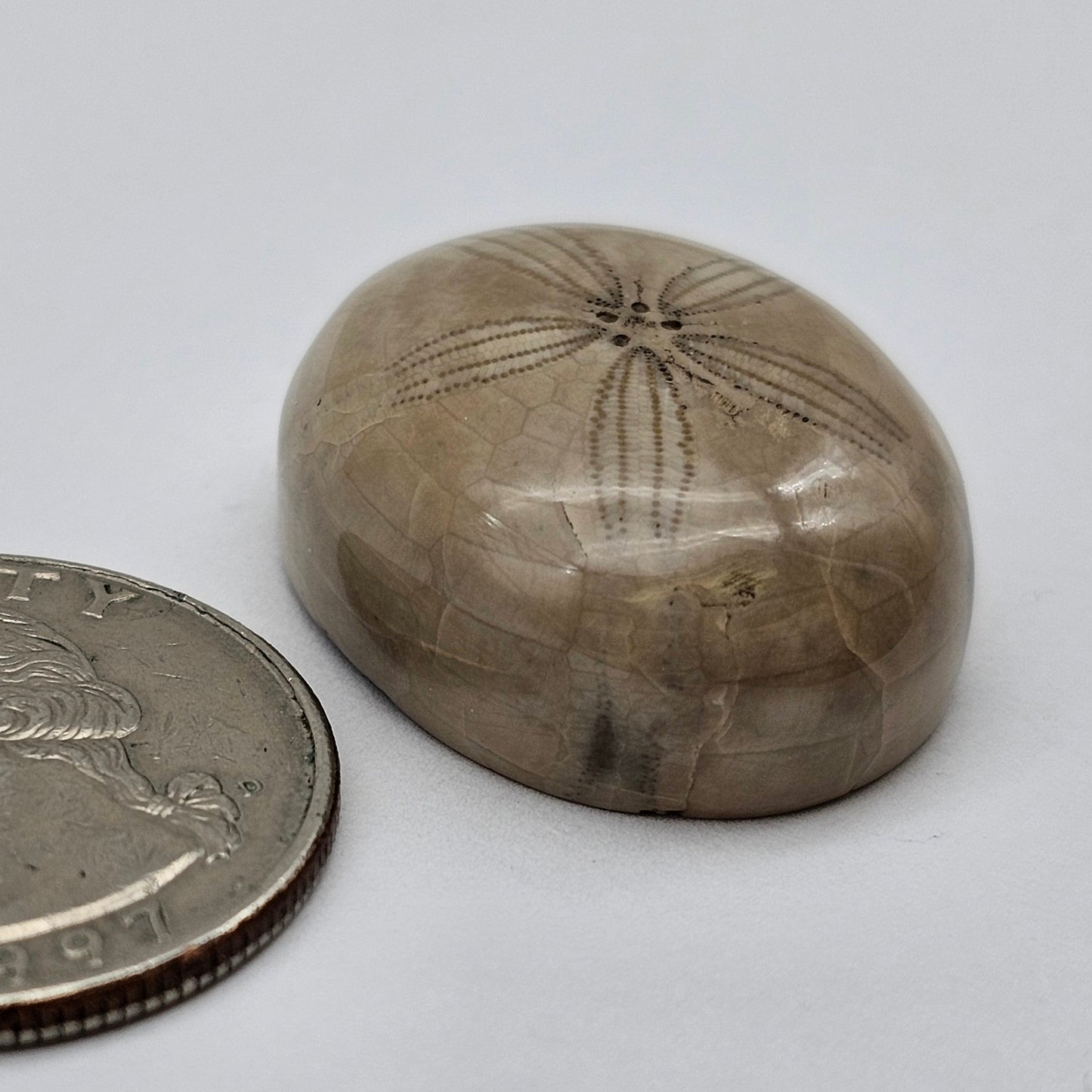 Sand Dollar fossil large